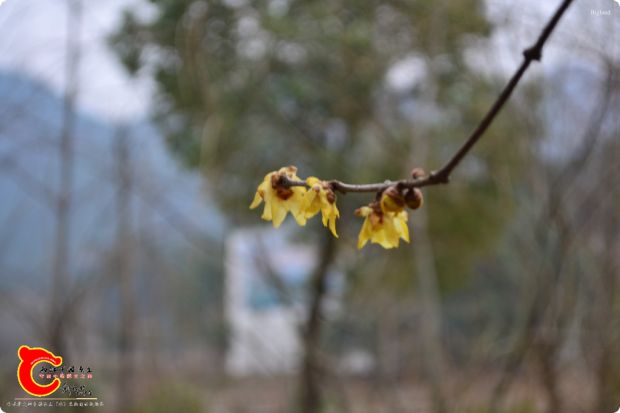 conew_2017-01-28 15-00-25.jpg