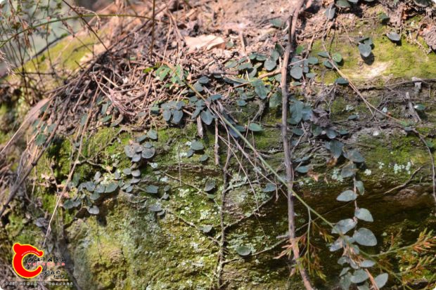 conew_2017-01-25 16-08-29.jpg