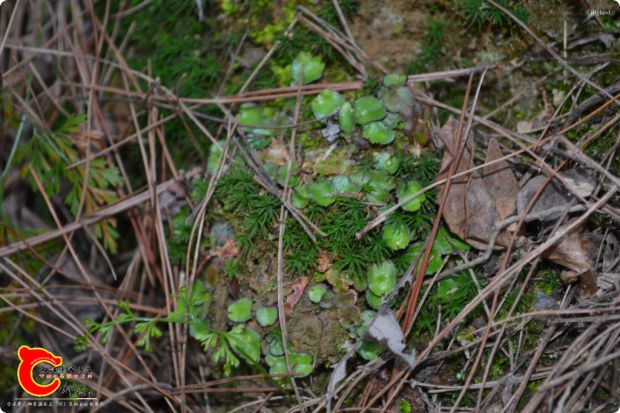 conew_2017-01-25 17-18-02.jpg