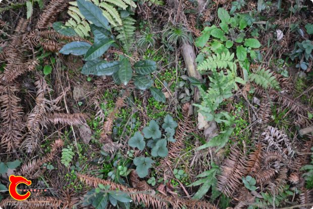 conew_2017-01-28 15-45-09.jpg