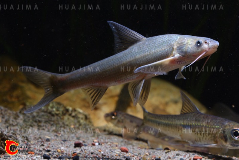 172900i30p92rlh2126r06.jpg