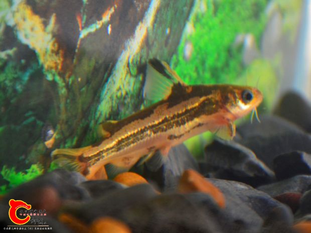 DSC_2808.JPG
