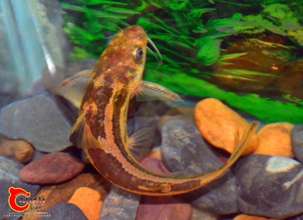 DSC_2826.JPG