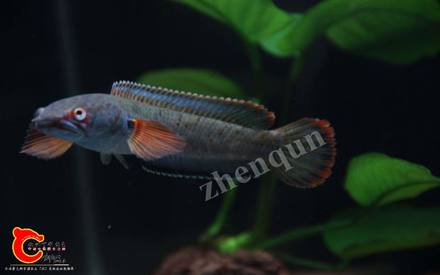 IMG_9526_副本.jpg