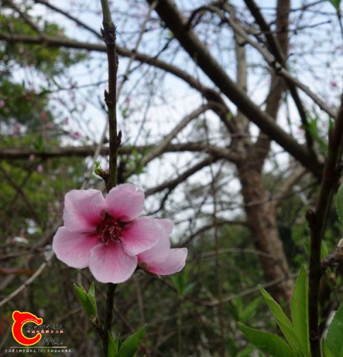 DSC04509_副本_副本.jpg