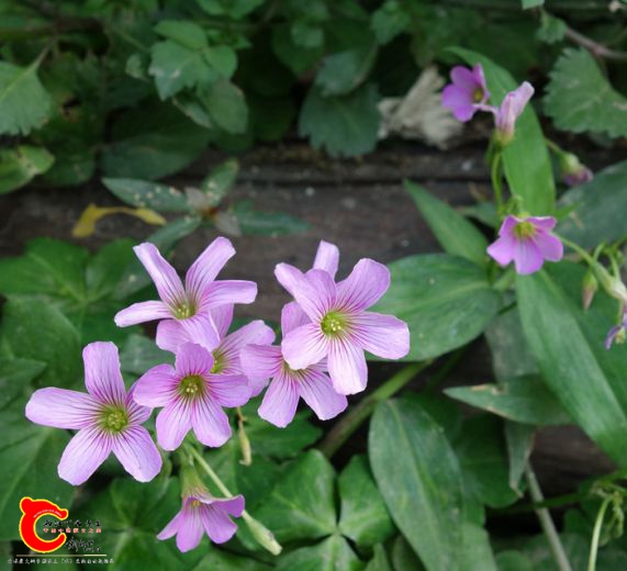 DSC04513_副本_副本_副本_副本.jpg