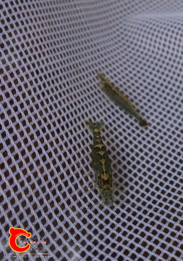 DSC04350_副本_副本_副本.jpg