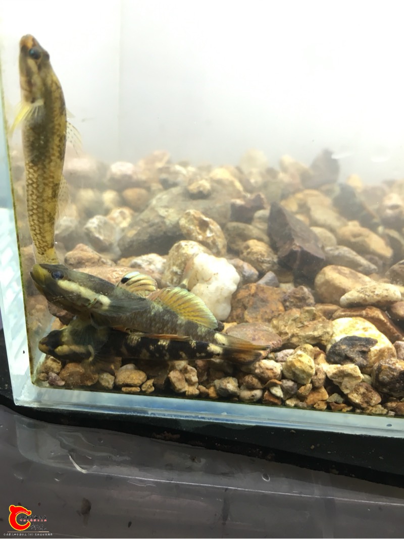 181109sazlx0z8533e0eel.jpg