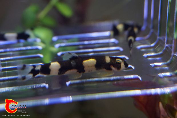 nEO_IMG_DSC05548.jpg