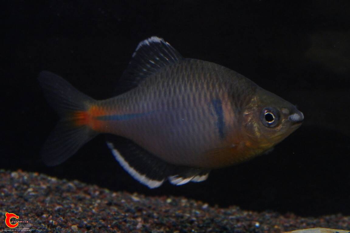 174035zggqiqsg4qvh1ga1.JPG
