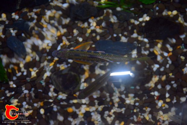 DSC_2917.JPG