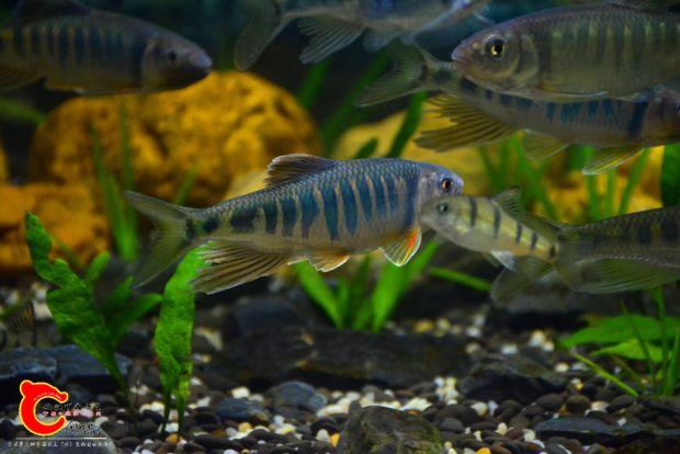 DSC_2948.JPG