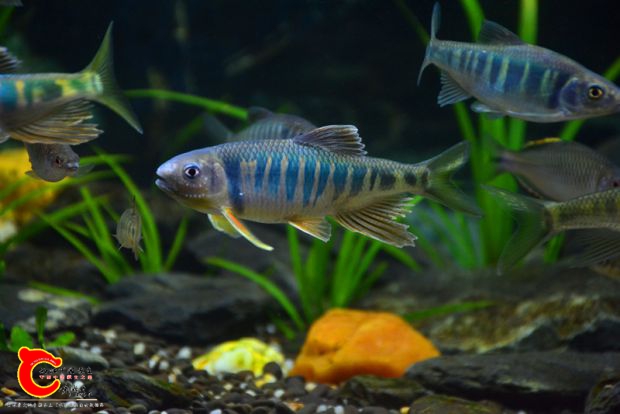 DSC_2949.JPG