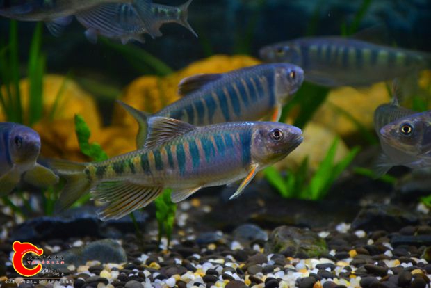 DSC_2989.JPG