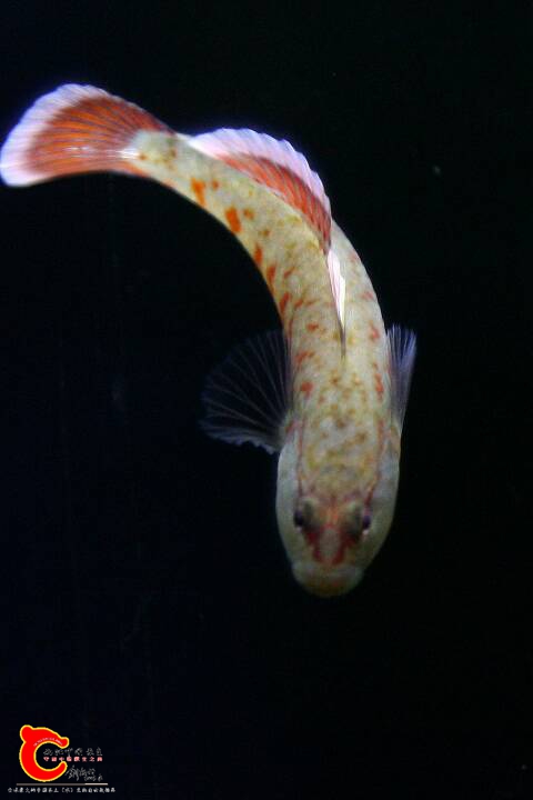 185045vobgue8bqrqudao8.JPG