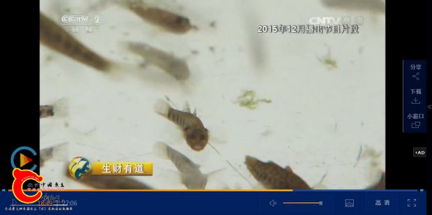 东至县麦鱼-02.jpg