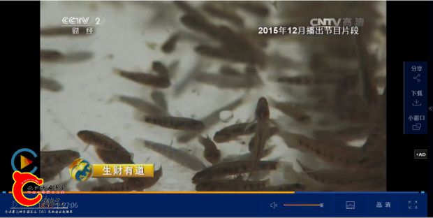 东至县麦鱼-03.jpg