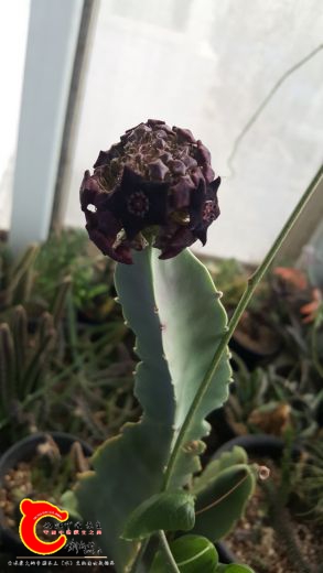 20170321_072423_副本.jpg