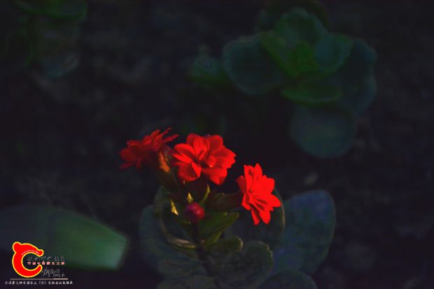 DSC_3003.JPG
