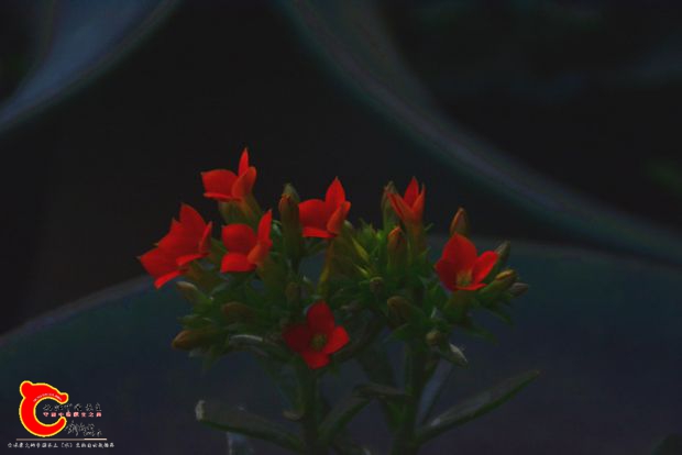 DSC_3006.JPG