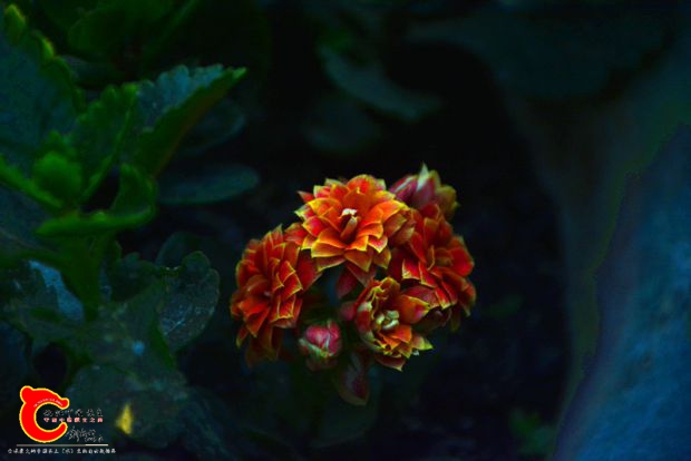 DSC_3007.JPG