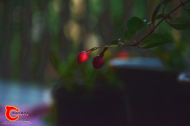 DSC_3011.JPG