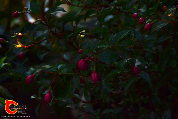 DSC_3012.JPG