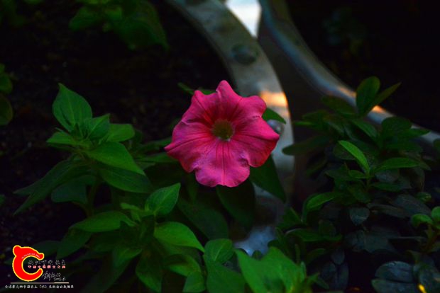 DSC_3015.JPG