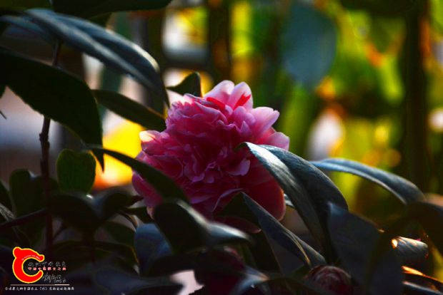 DSC_3017.JPG