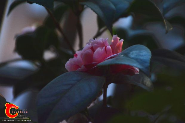 DSC_3018.JPG