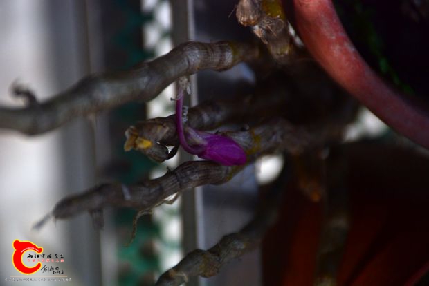 DSC_3062.JPG