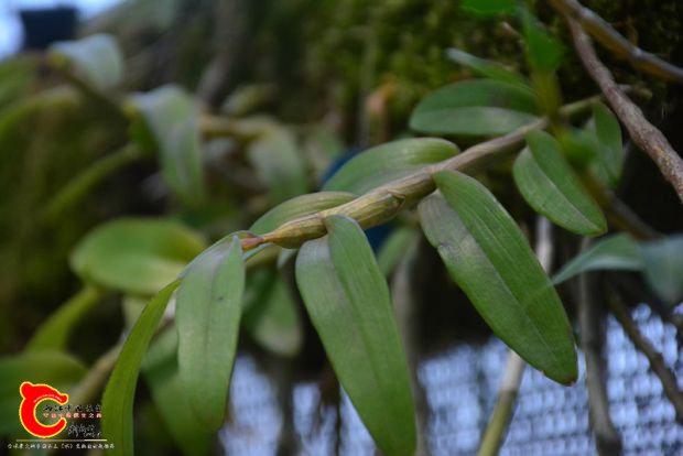 DSC_3070.JPG