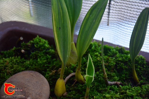 DSC_3094.JPG