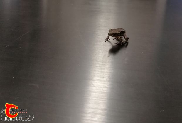 IMG_20170410_092623.jpg