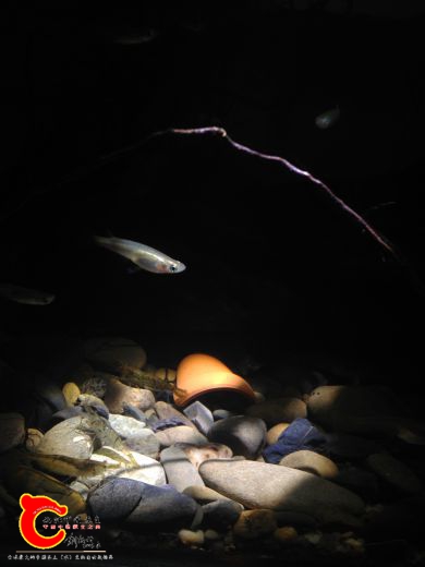 1490943008_IMG_3959.JPG