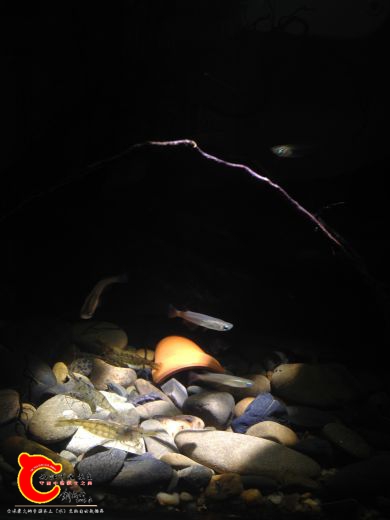1490943027_IMG_3960.JPG