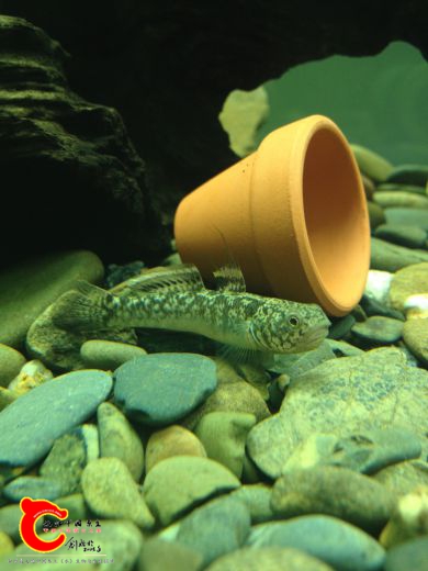 1491359378_IMG_4032.JPG