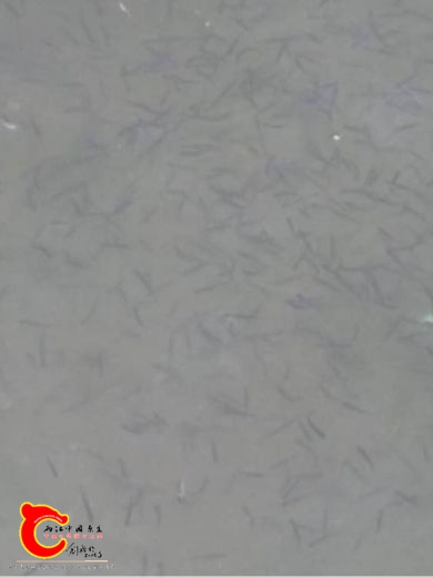 马口苗子，看这密度