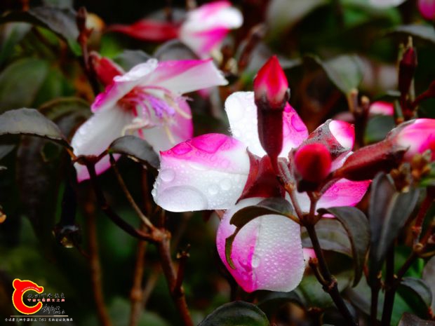 DSC03889.JPG