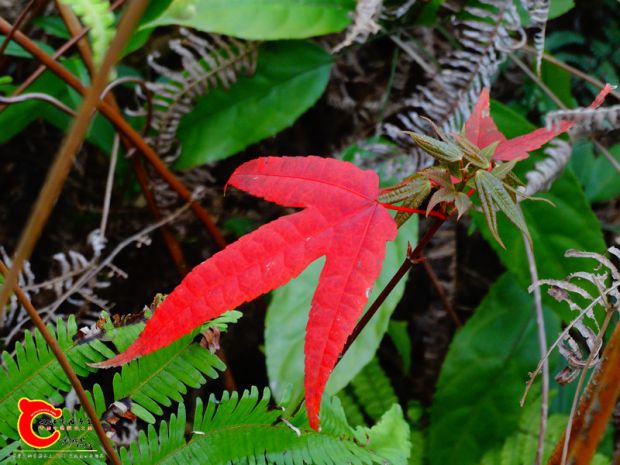DSC04062.JPG
