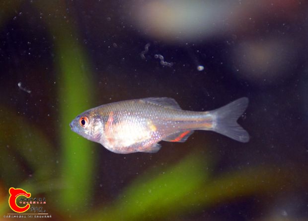 DSC_3236.JPG