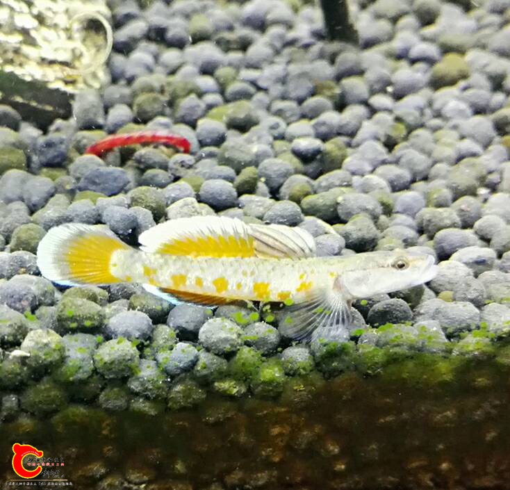 231600rbjpugunpruzwfng.jpg