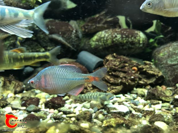 鳑鲏3_meitu_5.jpg
