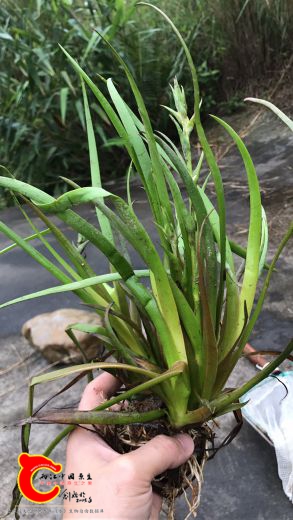 顺便采花