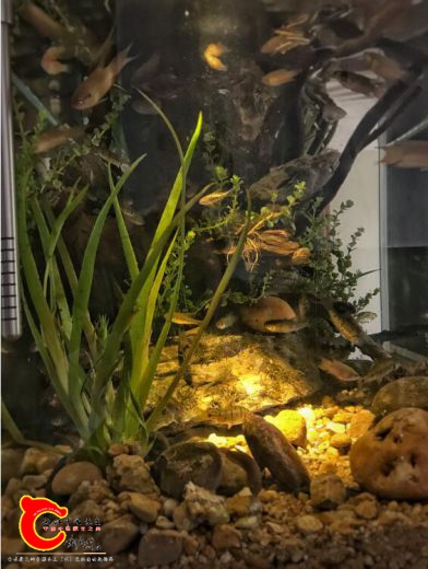 一束耶稣光