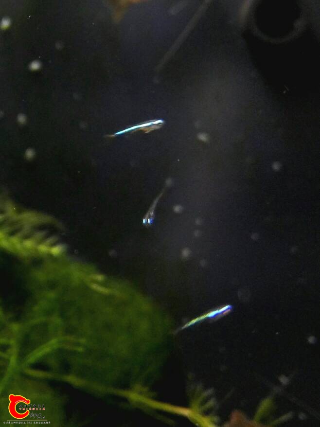 200550aw6pewzacr0t36qs.jpg