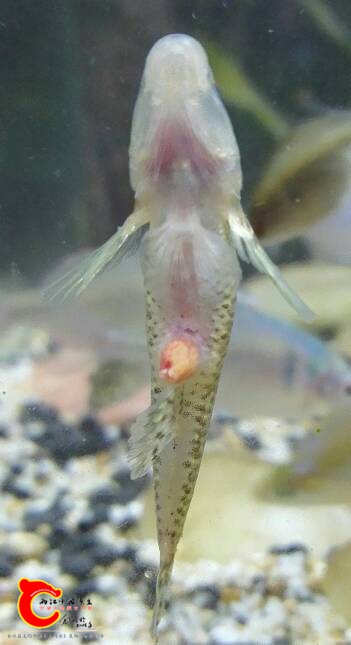 140551w55nt6cafdmlcdl6.jpg