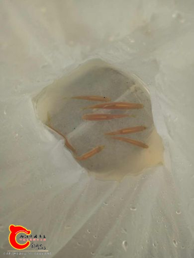 鱲