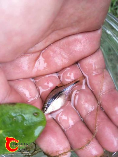 抄了五下采捞到