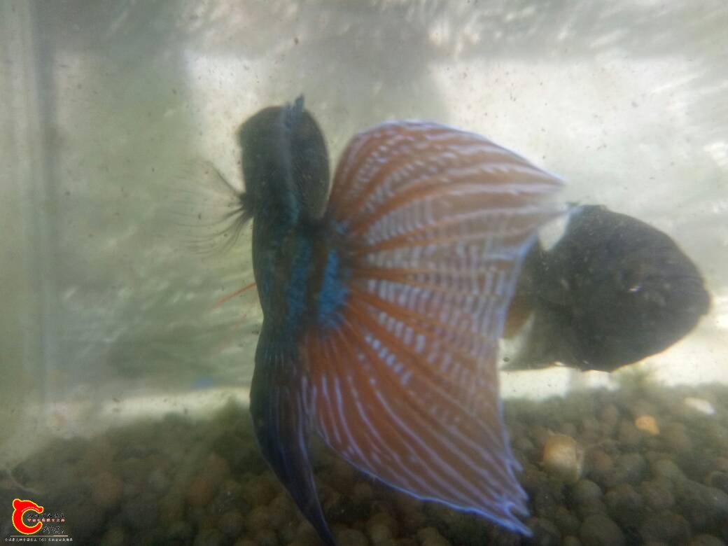 131015whm1f2nrnkn14z4n.jpg